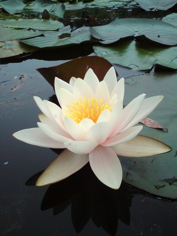 Photo Prints Flora Lotus Gorgeous